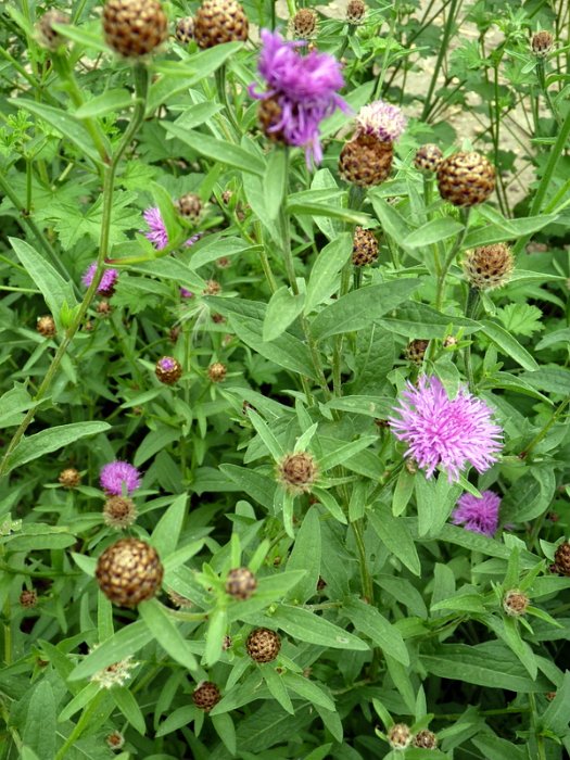 Centaurea nemoralis
